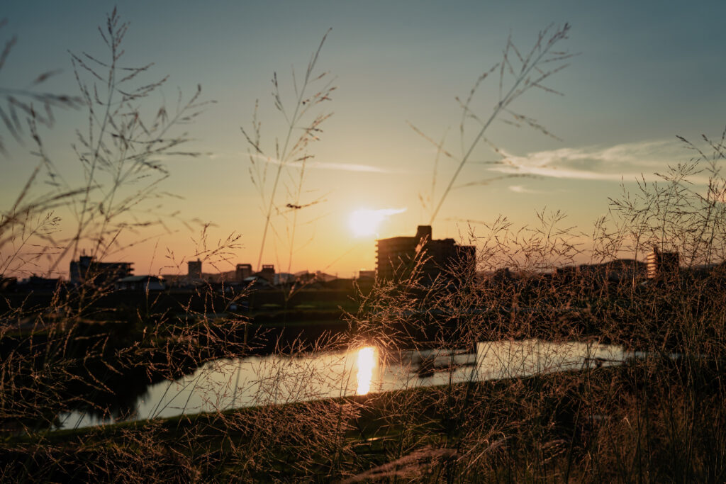 SONY α7C II / SIGMA 45mm F2.8 DG DNで撮影した夕暮れに染まる稲科の草と夕陽