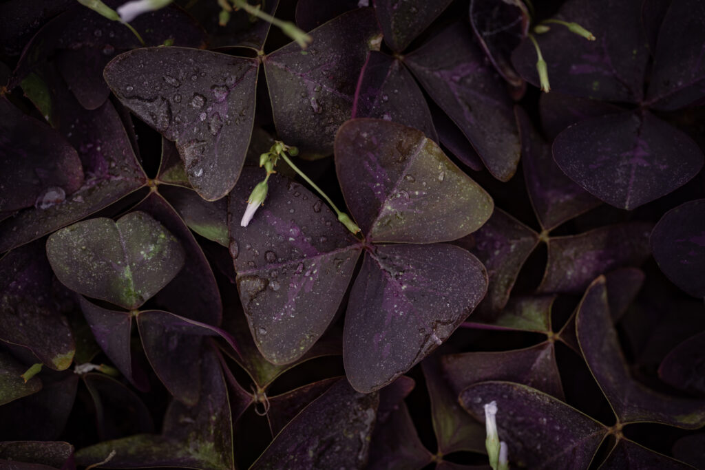 SONY α7C II / SIGMA 105mm F2.8 DG DN MACROで撮影した雨露で濡れる赤紫の葉っぱの植物