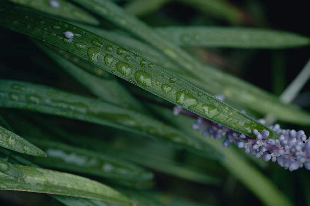 SONY α7C II / SIGMA 105mm F2.8 DG DN MACROで撮影した細い葉っぱについている水滴と紫の小さな花