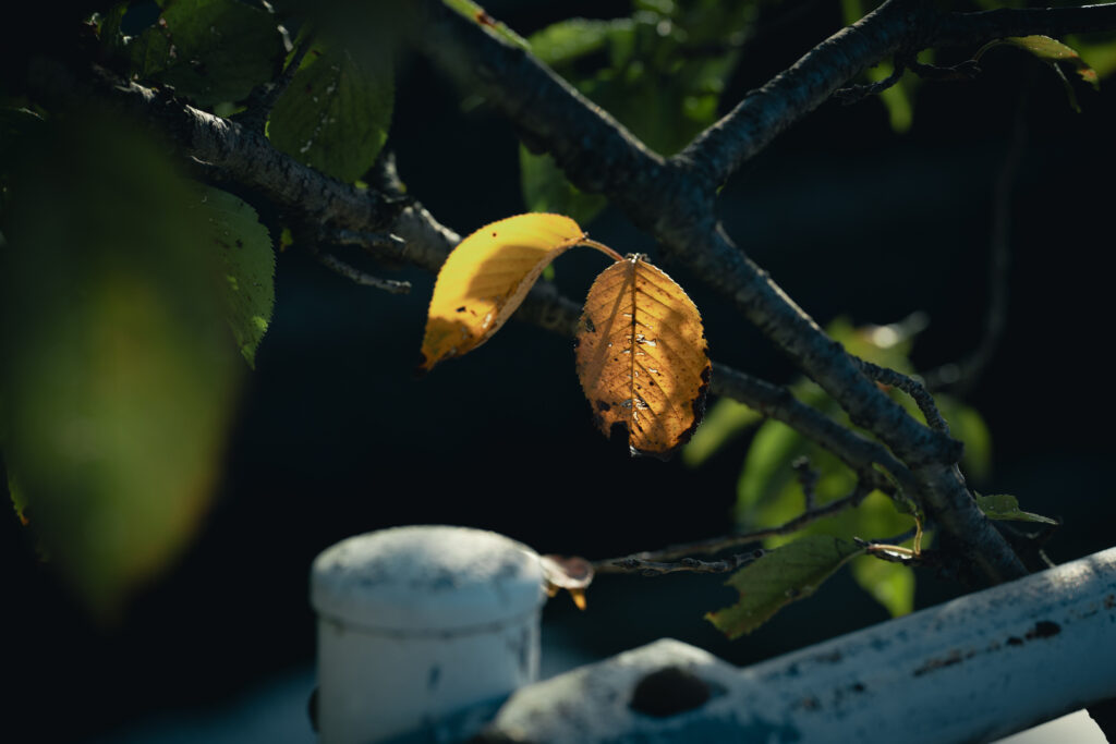 SONYα7C II / SIGMA 105mm F2.8 DG DN MACROで撮影した黄色に紅葉した葉っぱ