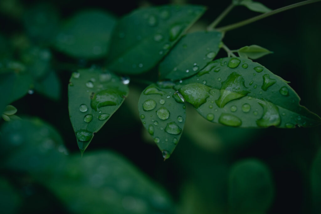 SONY α7C II / SIGMA 105mm F2.8 DG DN MACRO で撮影した雨粒がたくさん乗っている葉っぱ