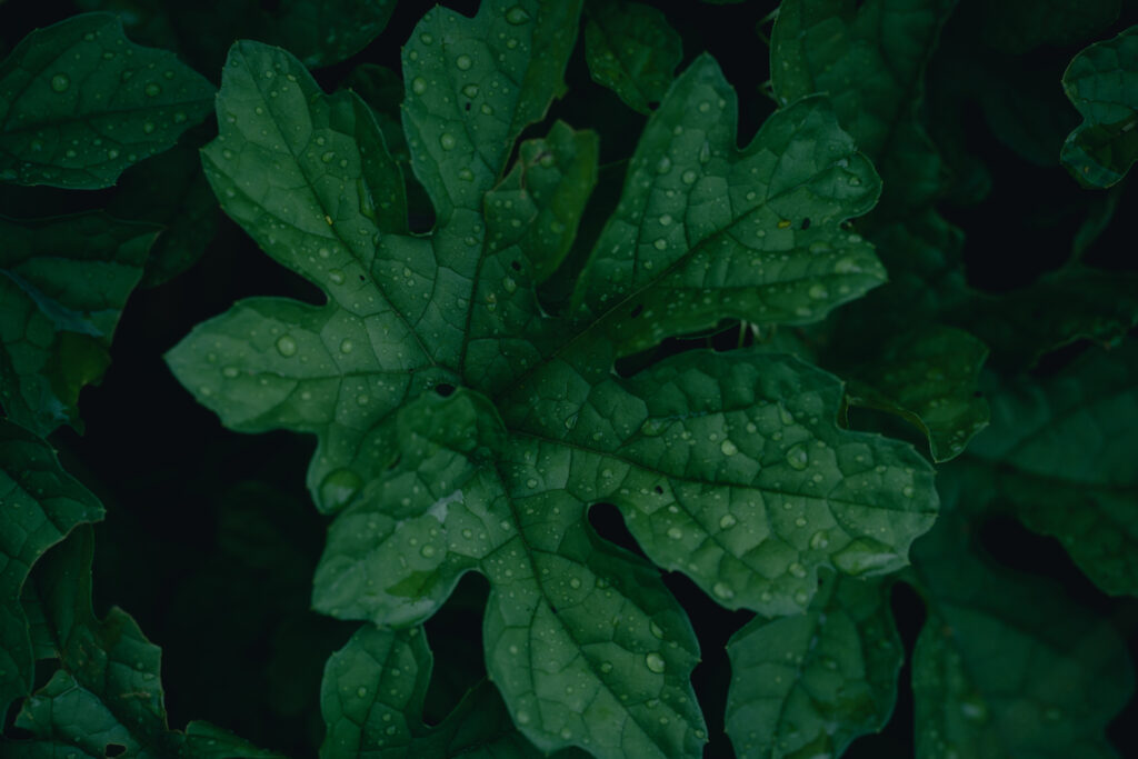 SONY α7C II / SIGMA 105mm F2.8 DG DN MACRO で撮影した雨に濡れるゴーヤの葉っぱ