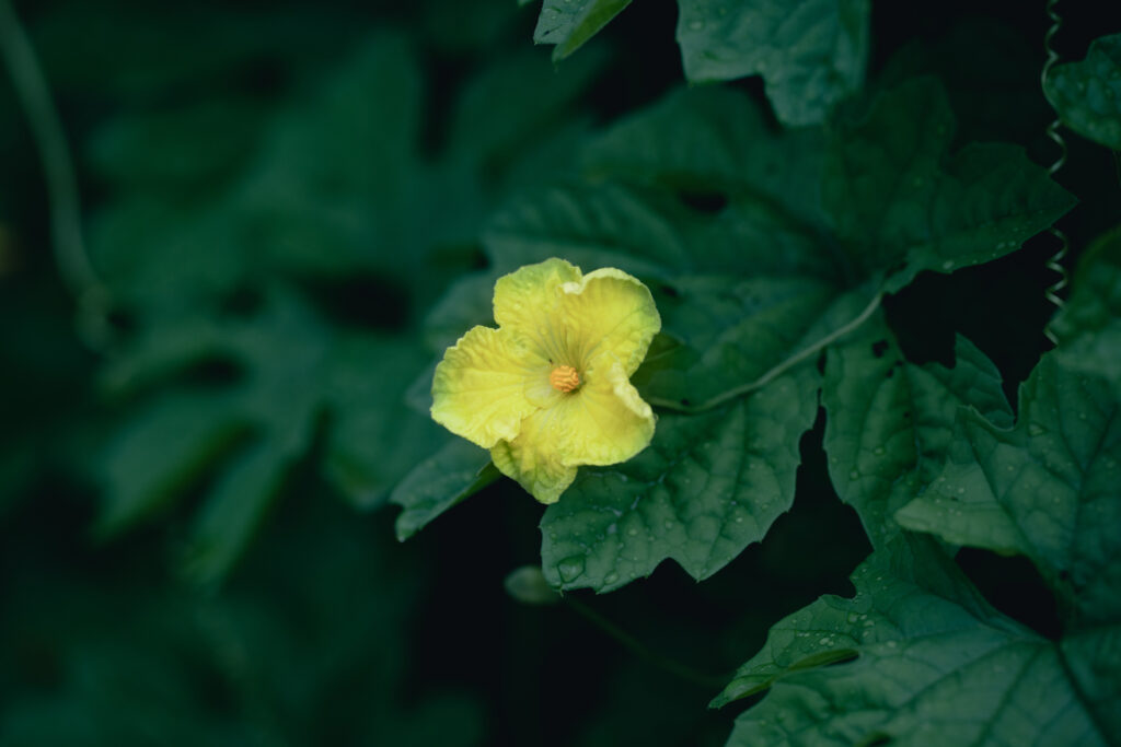 SONY α7C II / SIGMA 105mm F2.8 DG DN MACRO で撮影したゴーヤの花