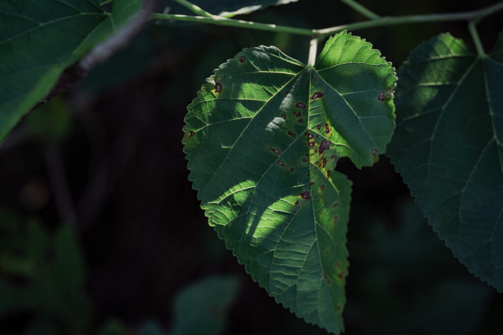 SONY α7C II / SIGMA 105㎜ F2.8 DG DN MACROで撮影した虫食いの大きな1枚の葉っぱ