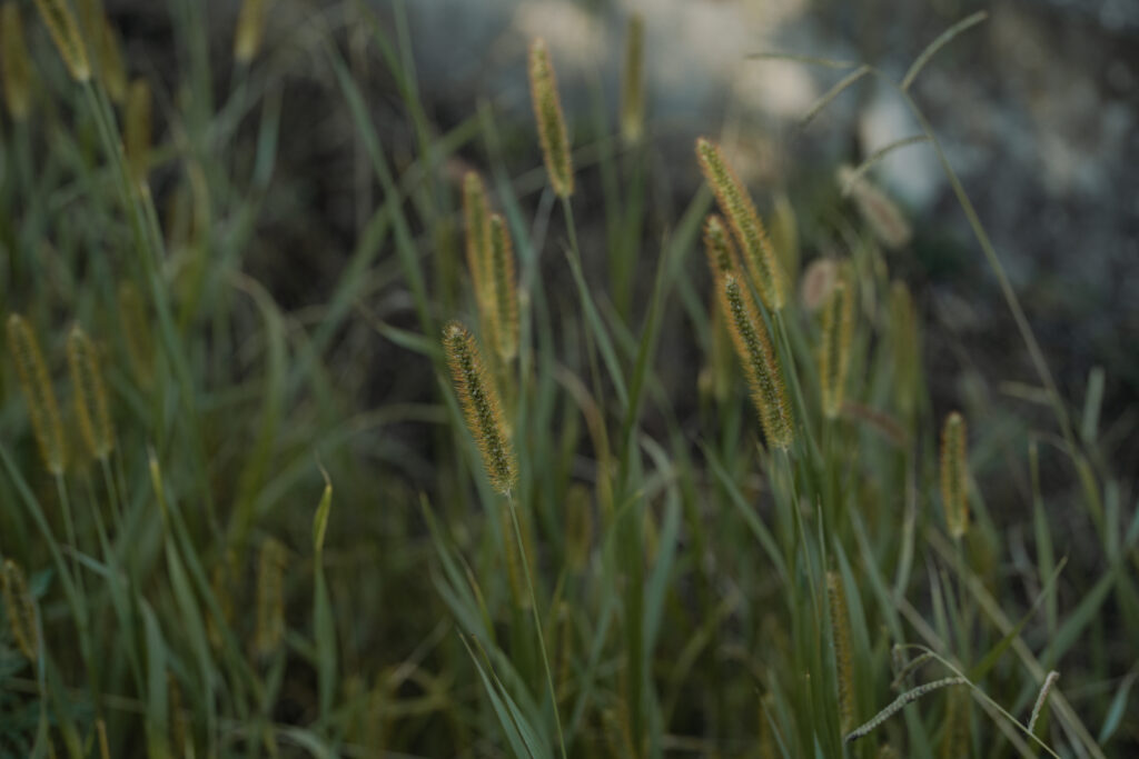 SONY α7C II / SIGMA 105mm F2.8 DG DN MACROで撮影した猫じゃらし